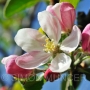 Apple Blossom